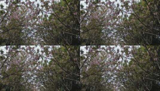 实拍樱花林樱花盛开高清在线视频素材下载