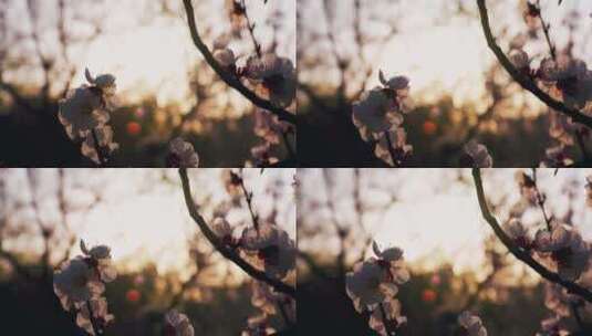 8k实拍夕阳下的杏树杏花唯美空镜高清在线视频素材下载