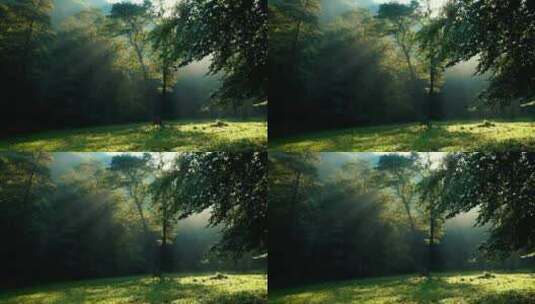 阳光透过林木高清在线视频素材下载