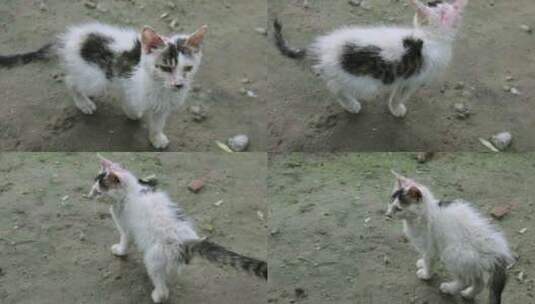 野外流浪猫奔跑慢动作素材高清在线视频素材下载