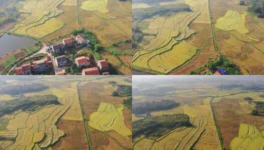 航拍湖北黄梅县金黄色的稻田高清在线视频素材下载