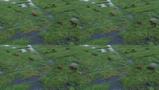 天然牧场散养黄牛航拍高清在线视频素材下载