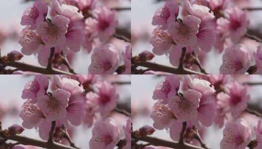 微距特写鲜花桃花粉色花朵高清在线视频素材下载