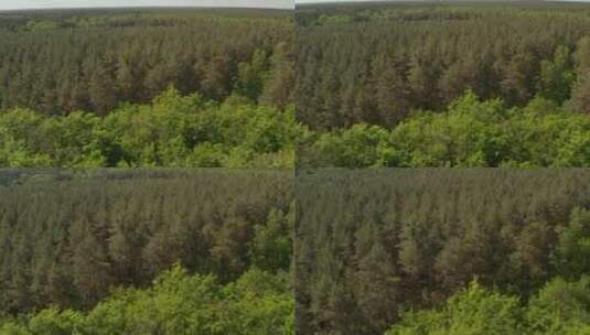 巨大的森林里长满了绿树_空中倾斜拍摄高清在线视频素材下载