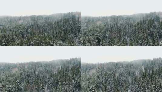 飞越冬日的森林高清在线视频素材下载