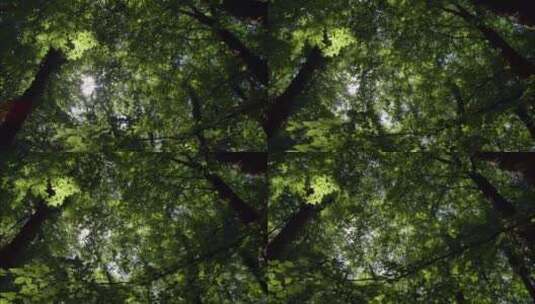 遮天蔽日的森林树叶高清在线视频素材下载