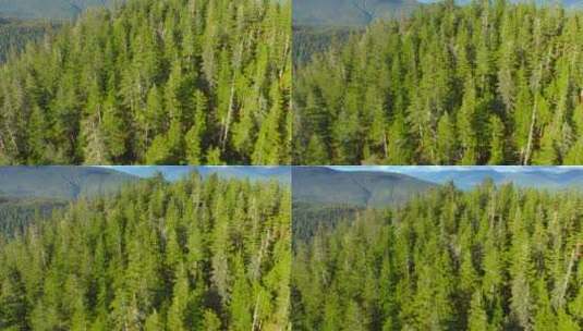 航拍大面积森林植被覆盖植树造林高清在线视频素材下载