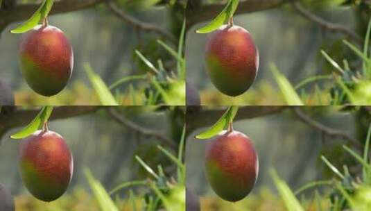 挂在树枝上的芒果高清在线视频素材下载