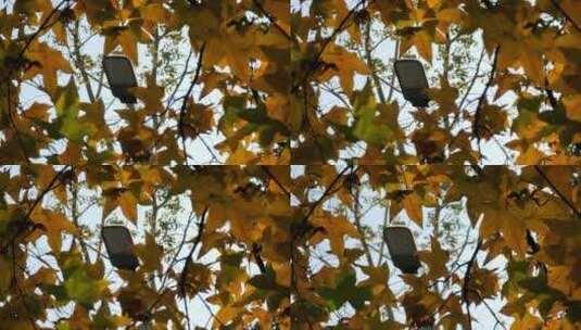 秋天落叶树叶爱心路灯意境枫叶高清在线视频素材下载