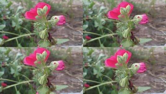 花卉实拍高清在线视频素材下载