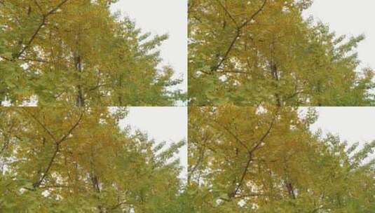 秋色银杏叶银杏树高清在线视频素材下载