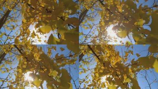 银杏树美景树叶高清在线视频素材下载