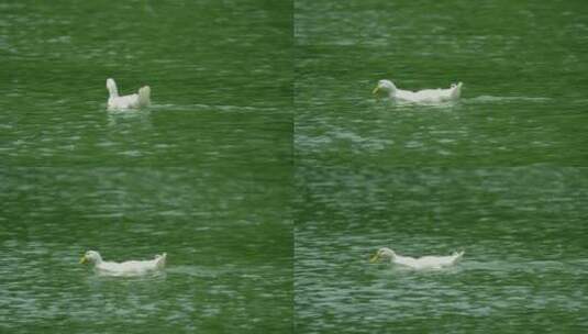 湖水中小鸭子高清在线视频素材下载