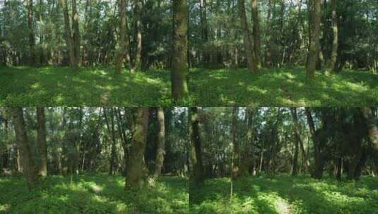 长满大树的森林高清在线视频素材下载