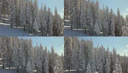 航拍的冬季森林景观高清在线视频素材下载