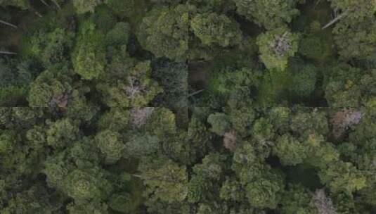 天然森林鸟瞰高清在线视频素材下载
