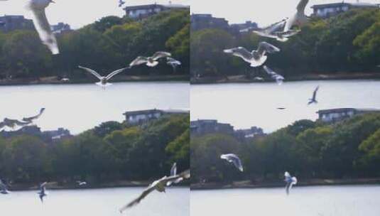 海鸥在湖面上飞翔盘旋高清在线视频素材下载