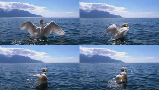 几只天鹅在湖里游泳高清在线视频素材下载