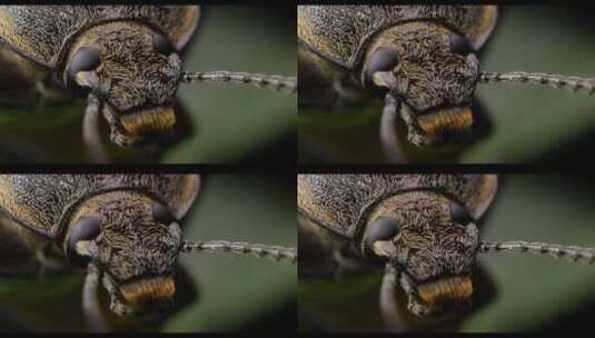 毛皮甲壳虫宏观特写高清在线视频素材下载