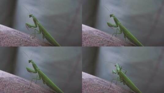 欧洲雌螳螂或螳螂的宏观摄影高清在线视频素材下载