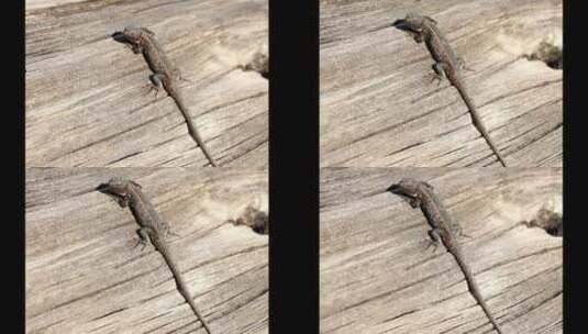 蜥蜴在木板上停息高清在线视频素材下载