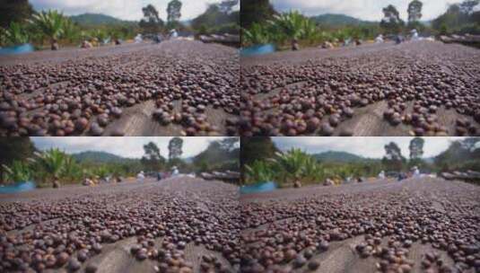 海外咖啡豆种植园视频高清在线视频素材下载