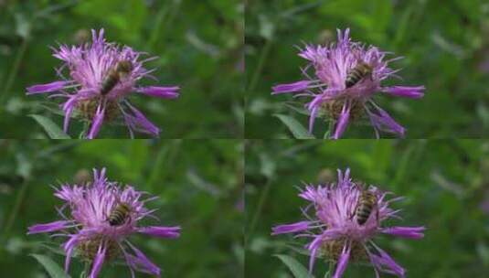 紫色矢车菊上的棕色蜜蜂高清在线视频素材下载