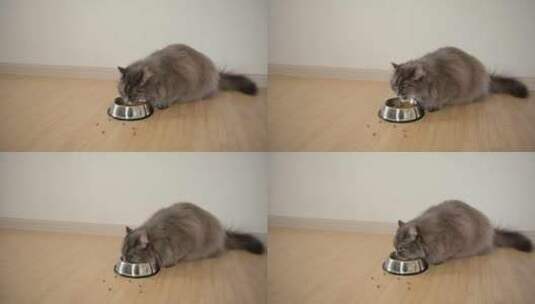 猫吃食物的特写镜头高清在线视频素材下载