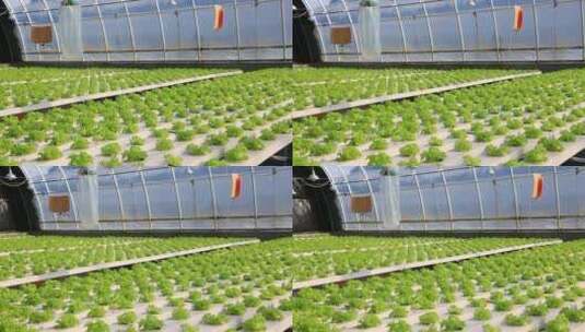 水培蔬菜  温室大棚  现代化农业高清在线视频素材下载