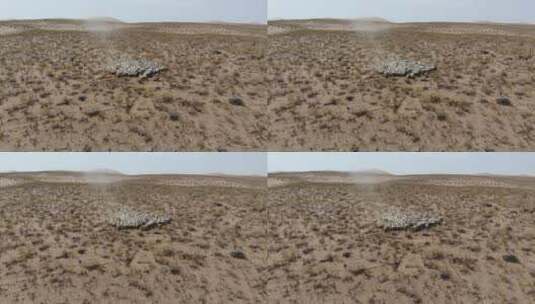 航拍西北大漠沙漠牧羊盐碱地羊群高清在线视频素材下载