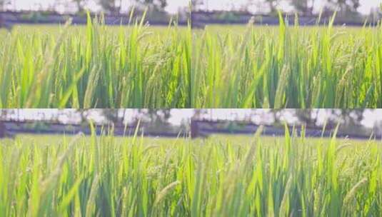 夏天里阳光下即将成熟的水稻稻穗高清在线视频素材下载