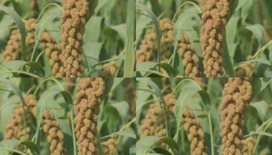 秋后成熟小米粮食作物高清在线视频素材下载