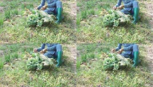 农民从花园农场采摘韭菜高清在线视频素材下载