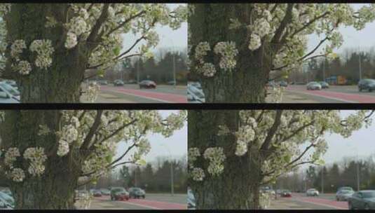 路边的树上开满白花高清在线视频素材下载