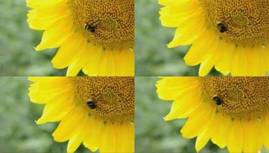 蜜蜂从在风中摇曳的向日葵中采集花蜜高清在线视频素材下载