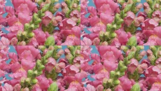 一束粉色花朵特写高清在线视频素材下载