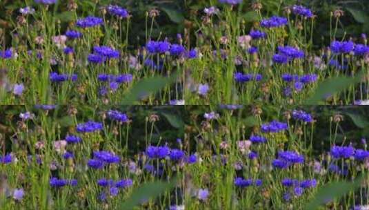 盛开的蓝色花朵高清在线视频素材下载