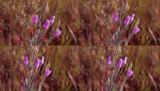 随风飘动的粉色花朵高清在线视频素材下载