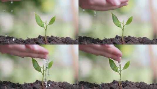 春天给小树苗浇水的特写高清在线视频素材下载