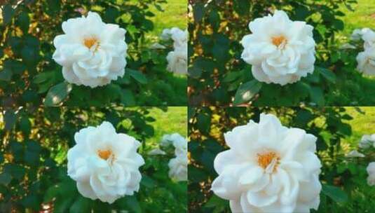 绽放的白玫瑰高清在线视频素材下载
