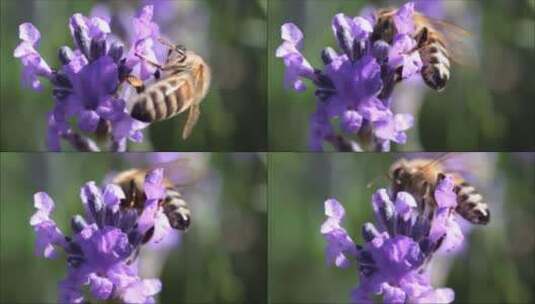 薰衣草上的蜜蜂高清在线视频素材下载