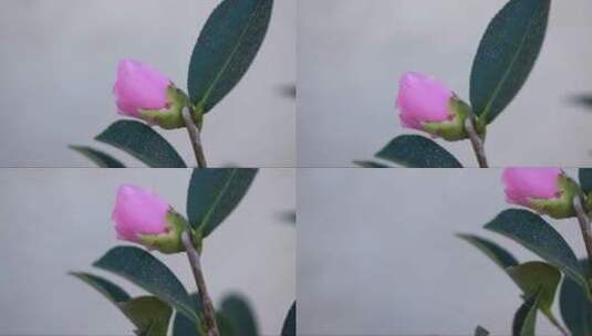 雨后水滴粉红色山茶花头特写高清在线视频素材下载