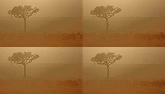 沙漠里的一棵树高清在线视频素材下载