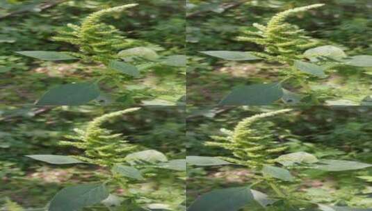 植物种子高清在线视频素材下载