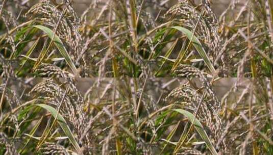 4K升格实拍秋天稻田里成熟饱满的水稻特写高清在线视频素材下载