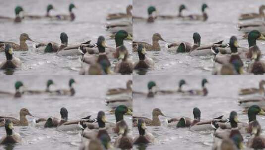 水中嬉戏的鸭子高清在线视频素材下载