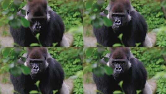 灌木丛中大猩猩的特写镜头高清在线视频素材下载
