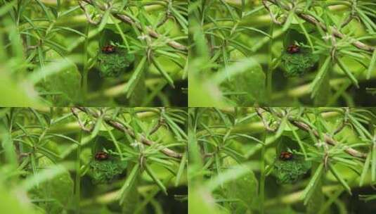 昆虫小虫子 高清在线视频素材下载