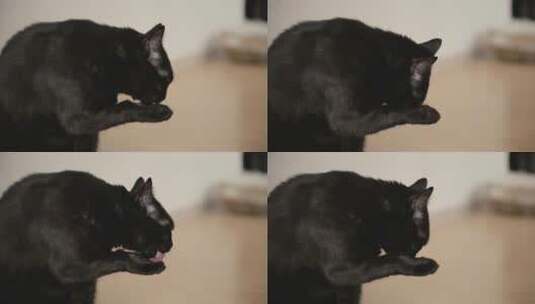 舔爪子的黑猫高清在线视频素材下载