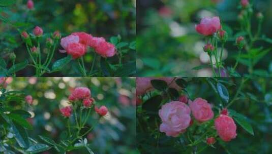 月季 玫瑰 鲜花 露水 露珠 花园高清在线视频素材下载